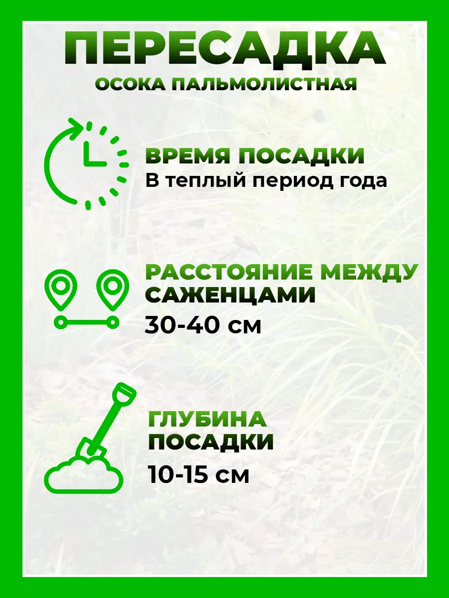 Осока пальмолистная