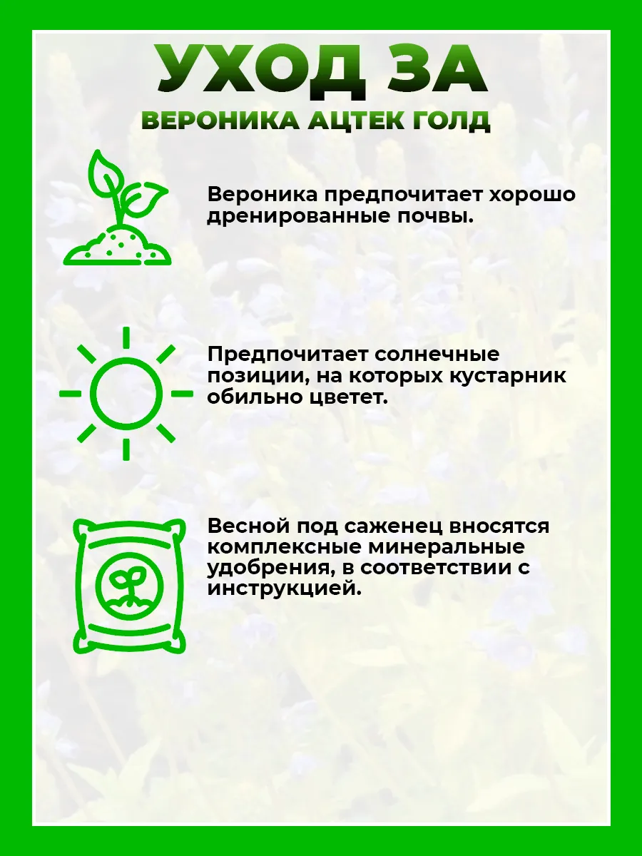 Вероника простертая Ацтек Голд