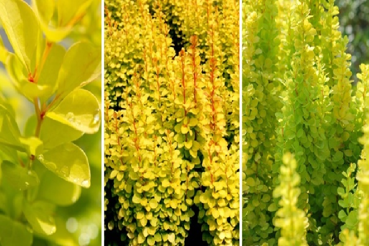 голден торч