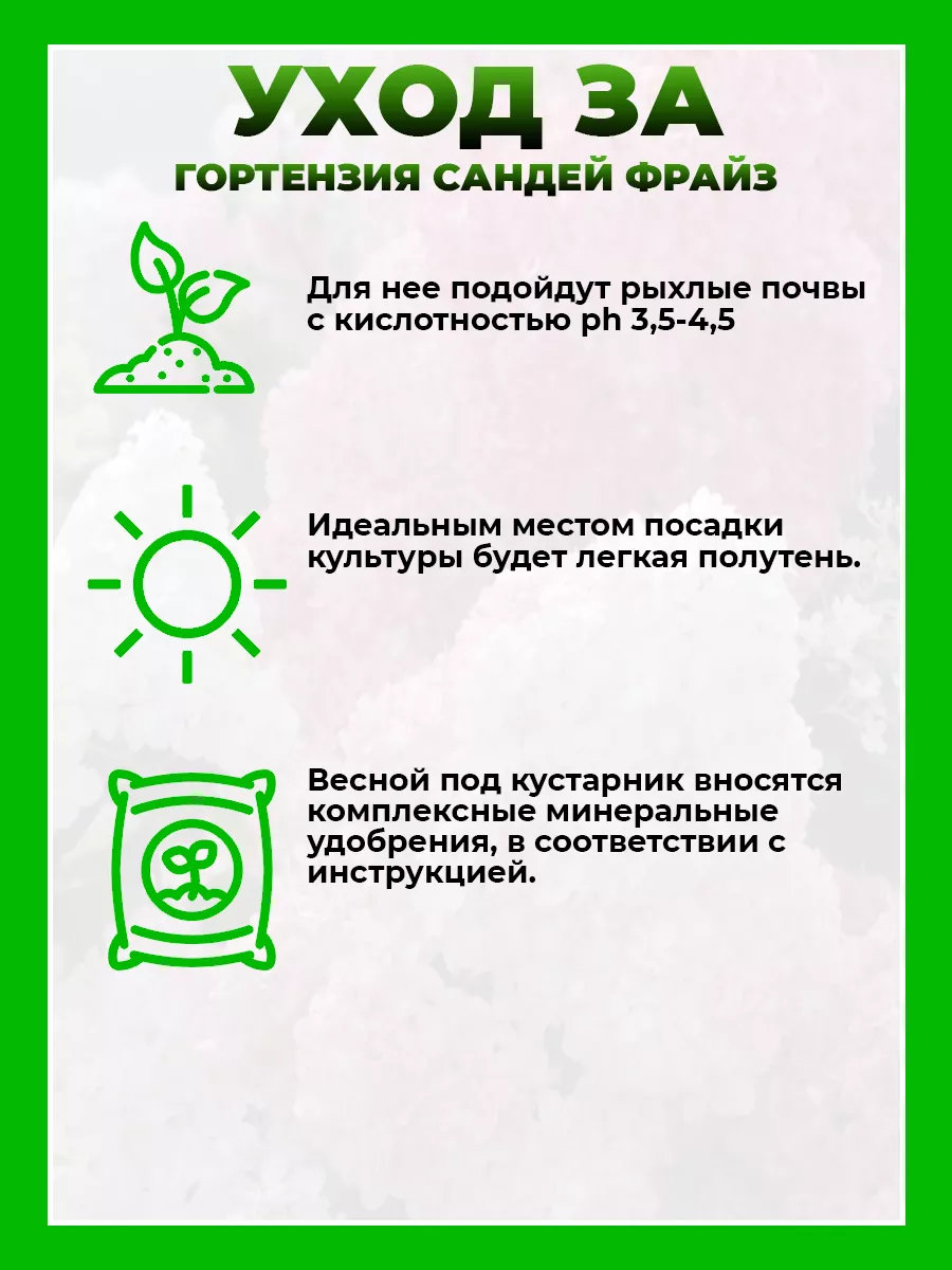 Гортензия метельчатая Сандей Фрайз