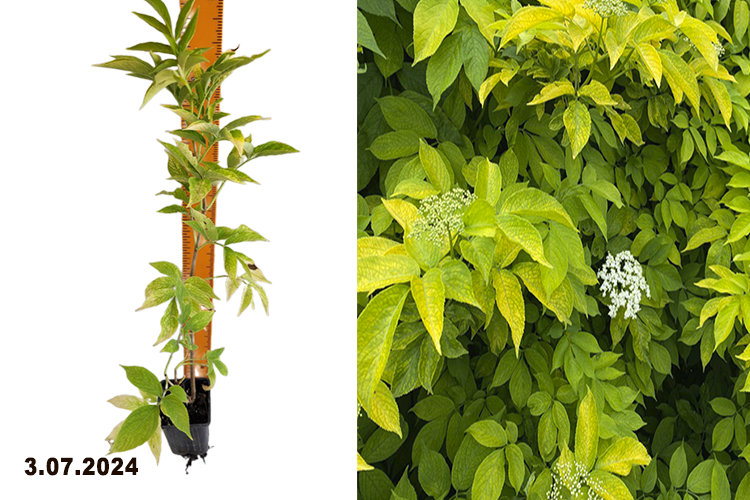 Бузина черная Ауреа Р9