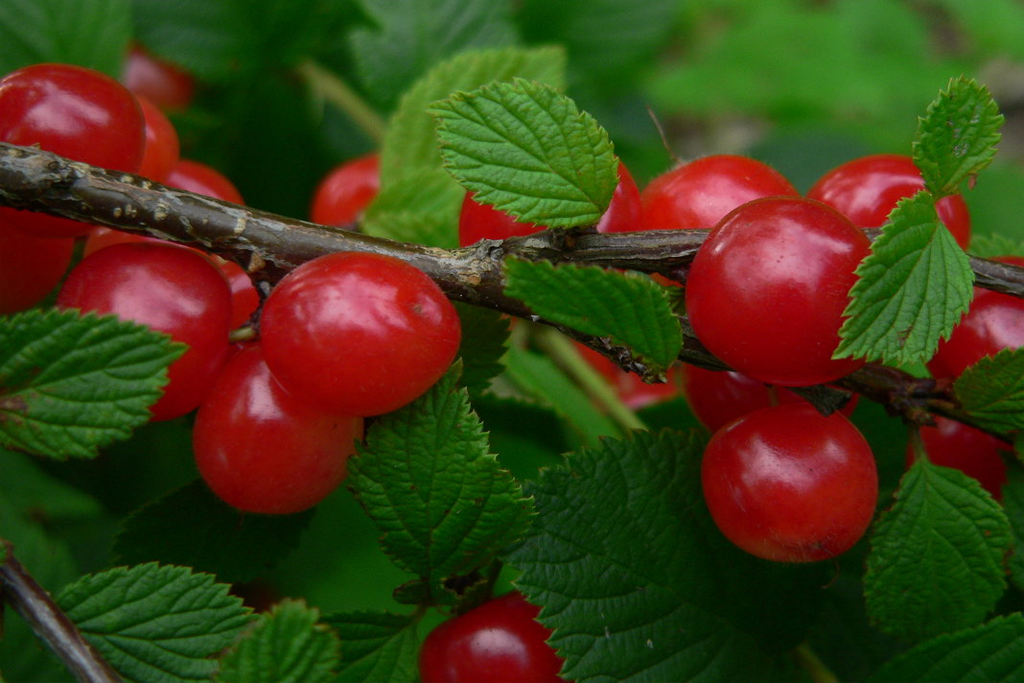 Вишня войлочная (Вишня Войлочная) Р9