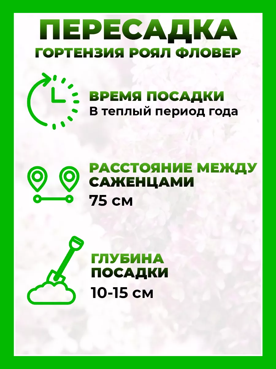 Гортензия метельчатая Роял Фловер