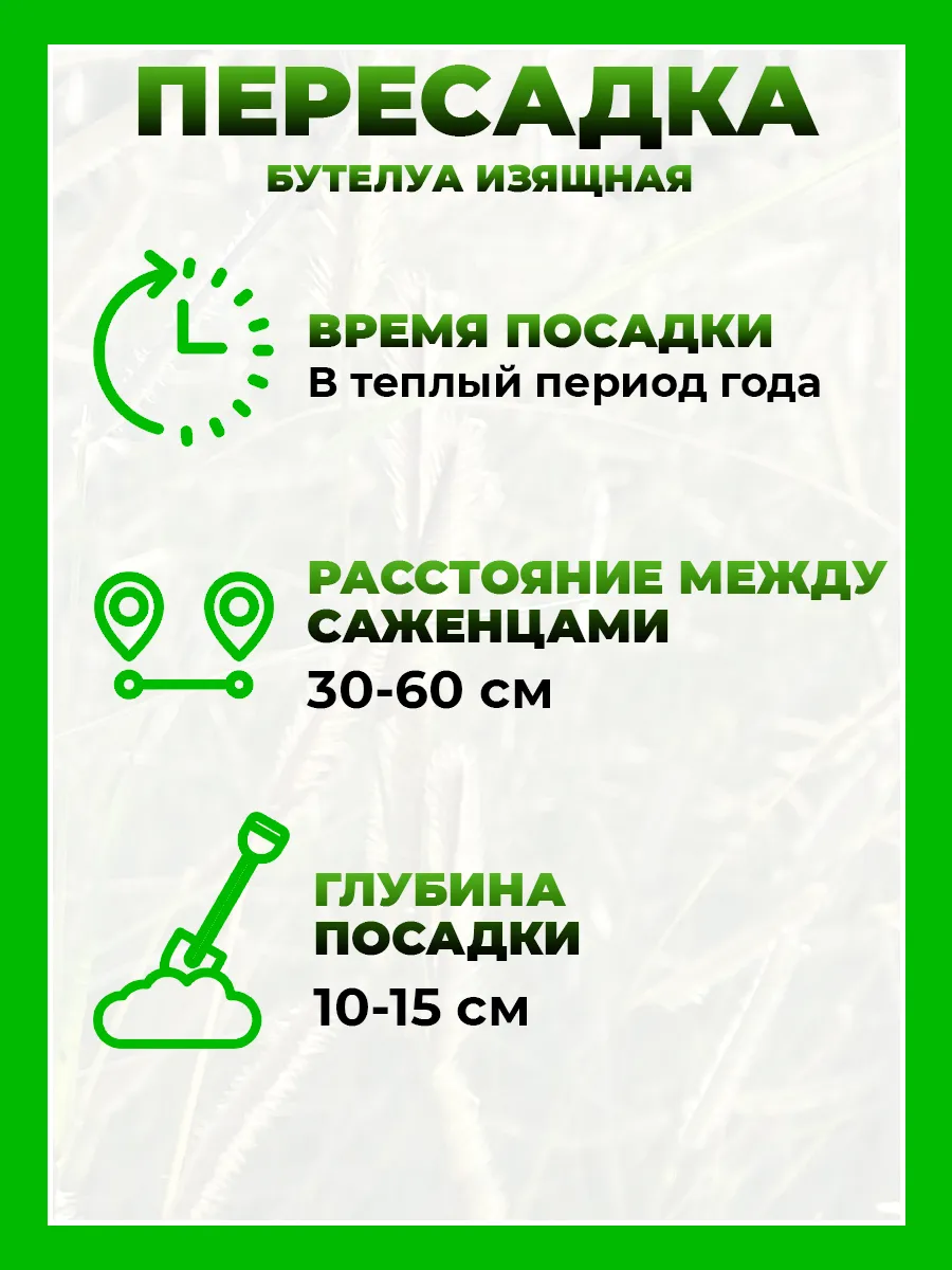 Бутелуа изящная