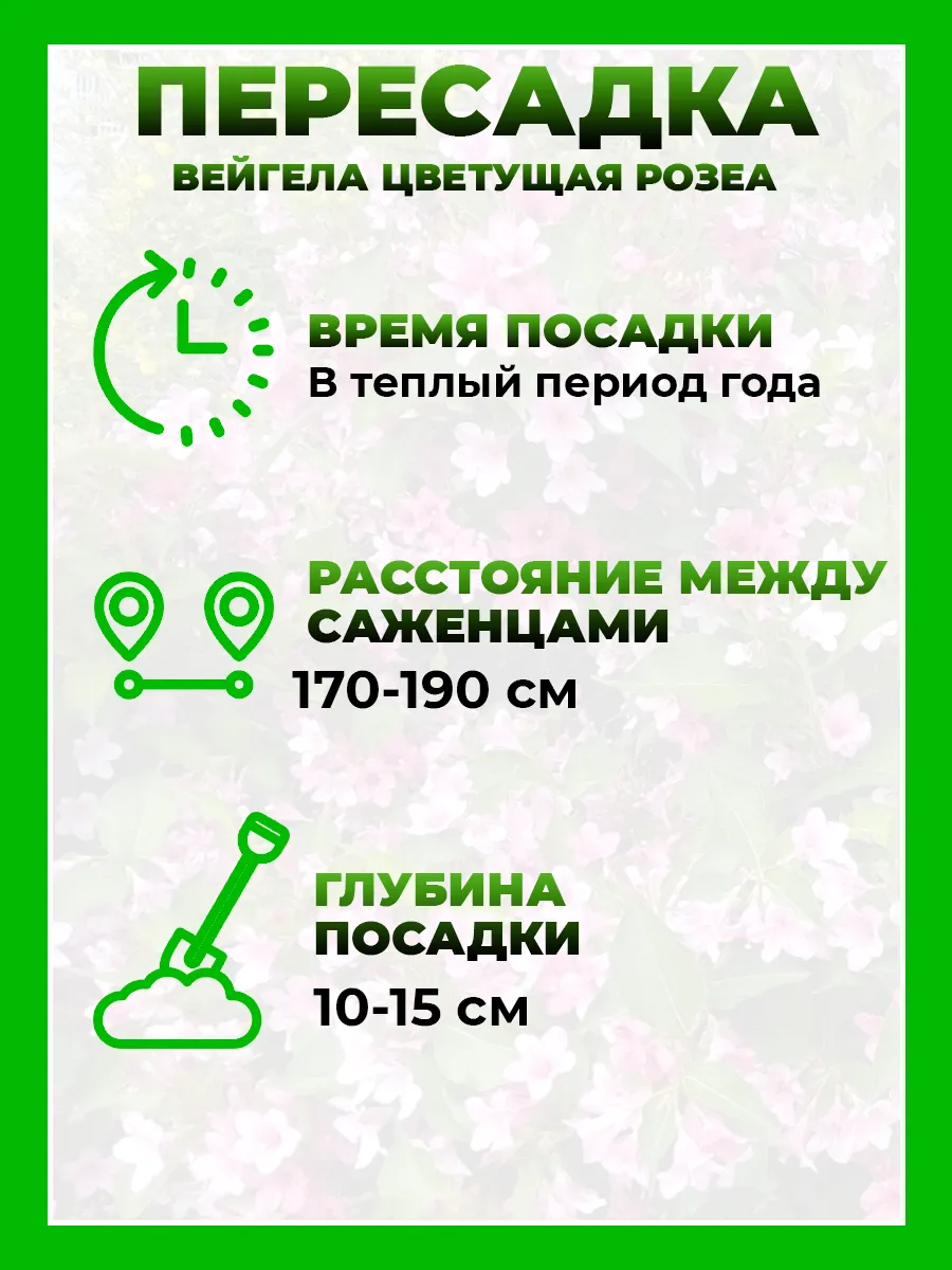 Вейгела цветущая Розеа