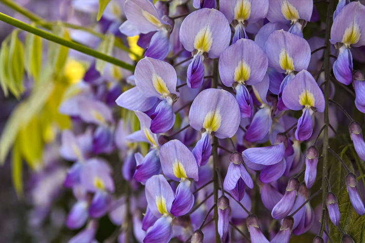 Глициния обильноцветущая Исай Перфект