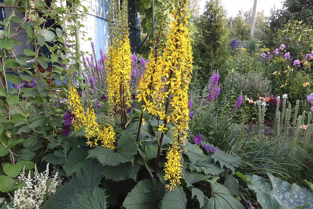 Бузульник узкоголовчатый Зе Рокет