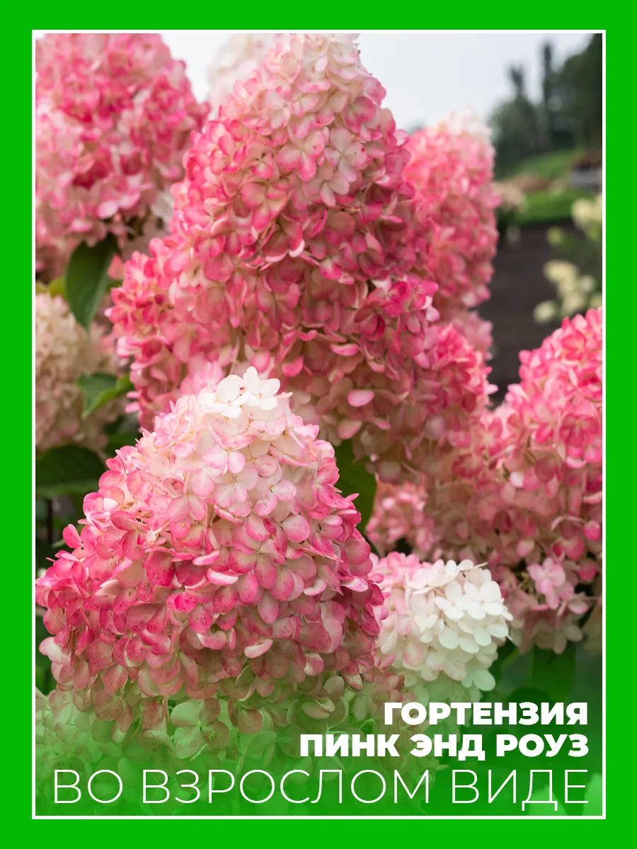 Гортензия метельчатая Пинк энд Роуз