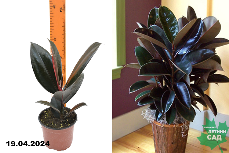 Фикус микс (Ficus mix) Р12