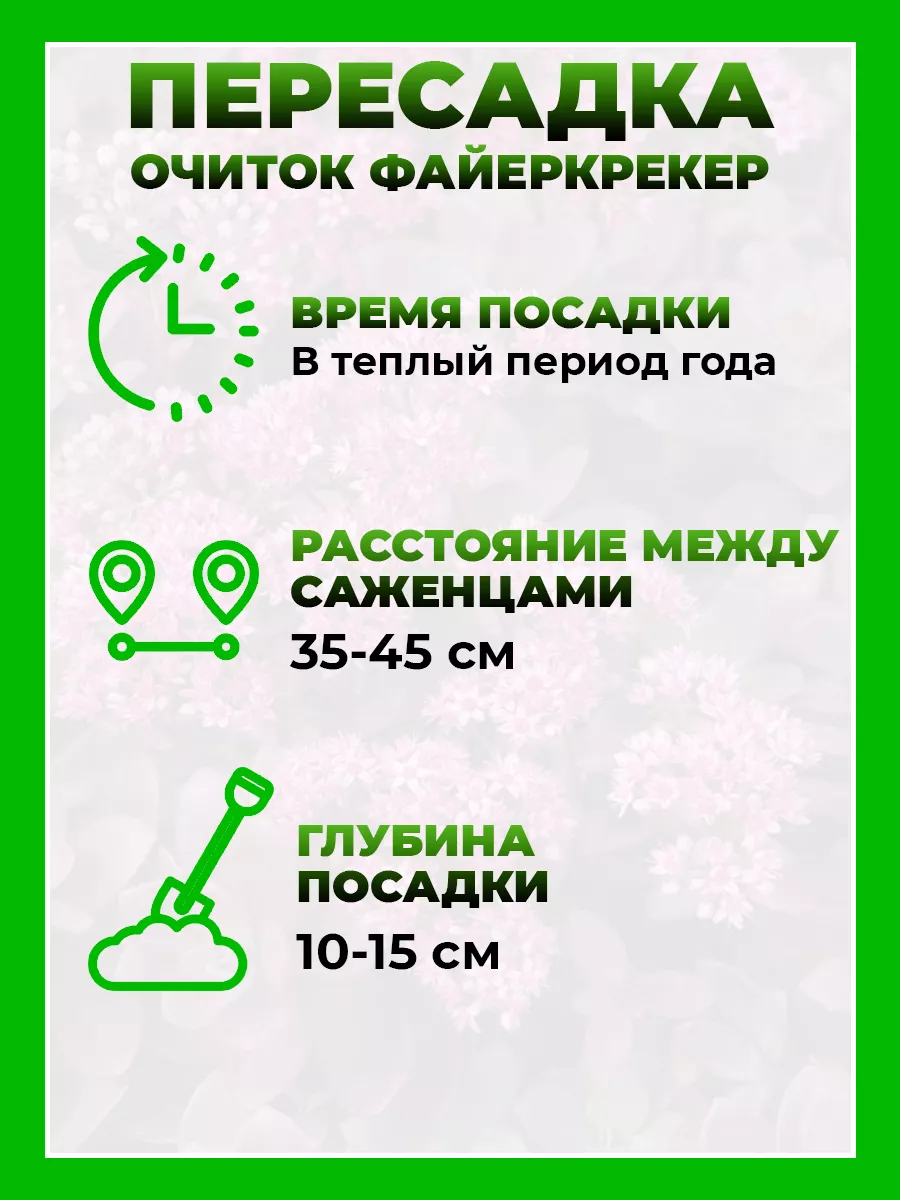 Очиток гибридный Файеркрекер