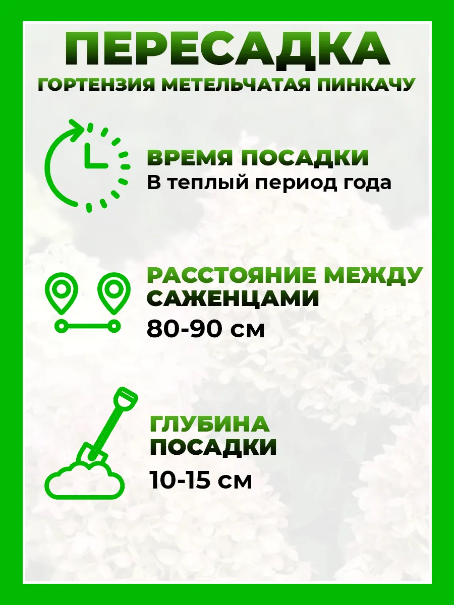 Гортензия метельчатая Пинкачу