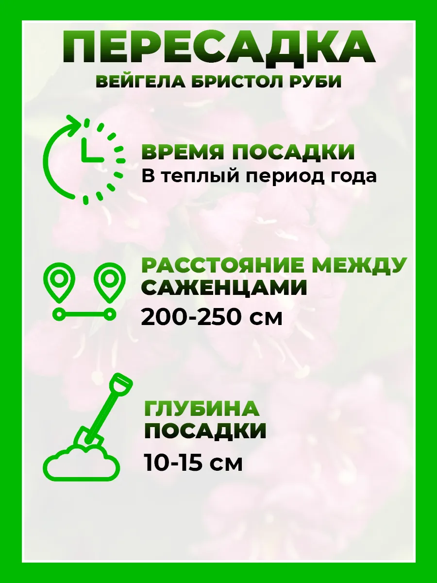 Вейгела гибридная Бристоль Руби