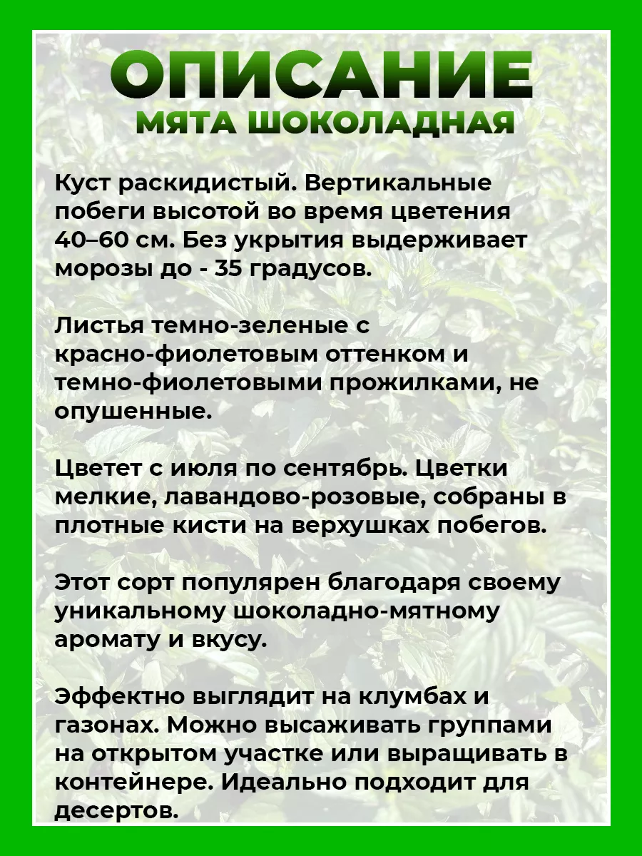 Мята Шоколадная