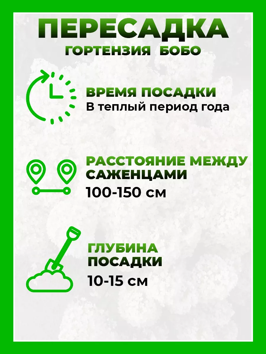Гортензия метельчатая Бобо