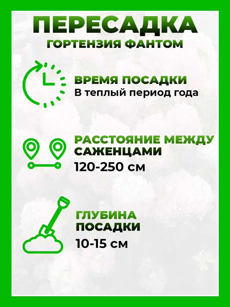 Гортензия метельчатая Фантом