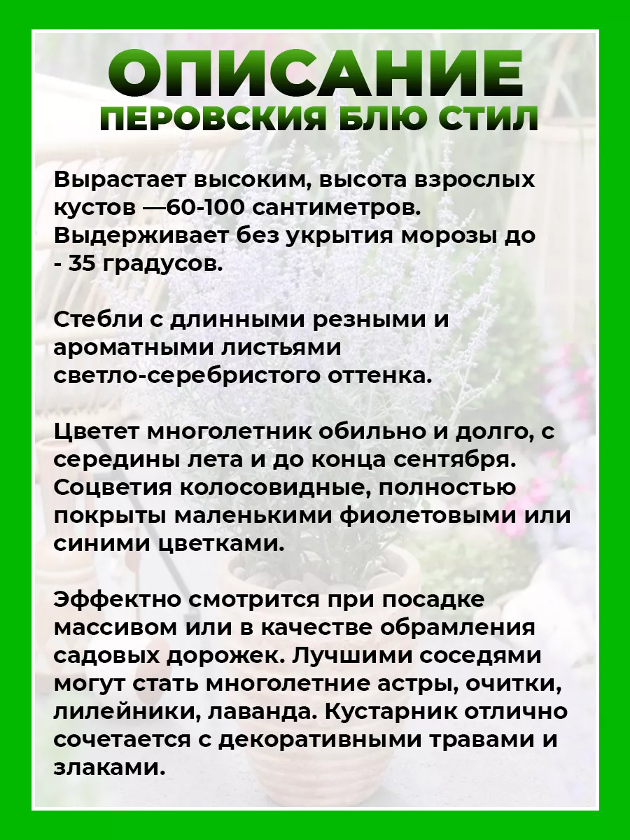 Перовския лебедолистная Блю Стил