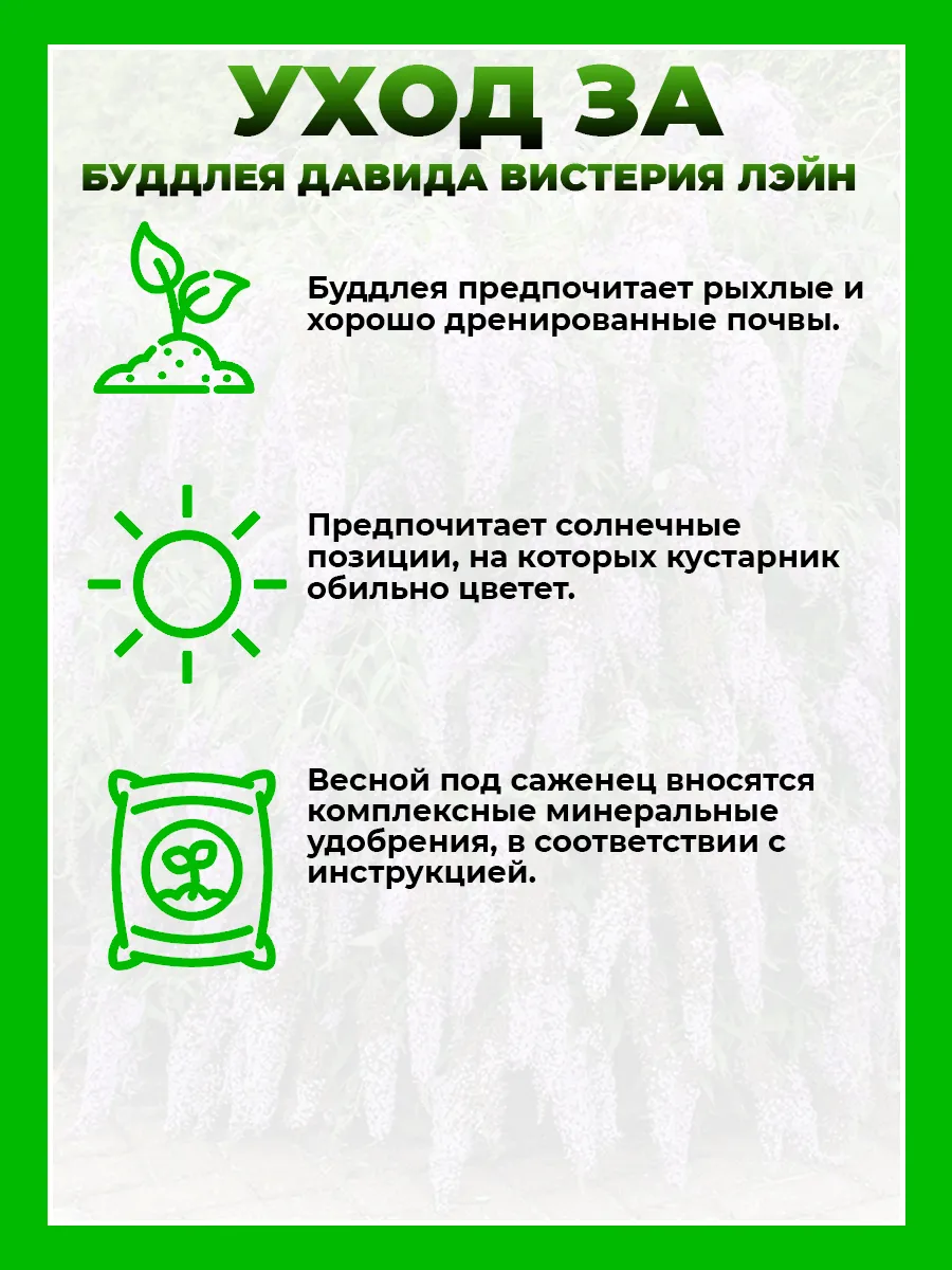 Буддлея Давида Вистерия Лэйн