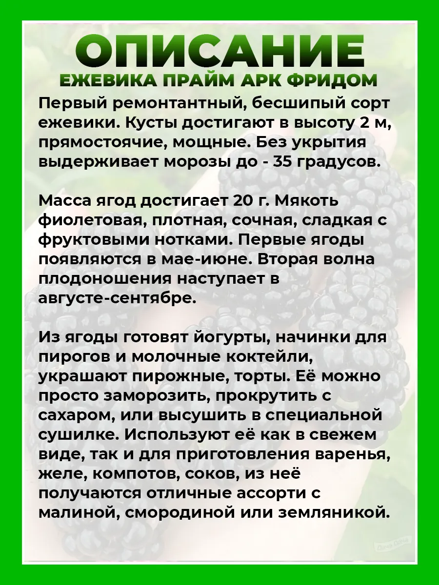 Ежевика Прайм Арк Фридом