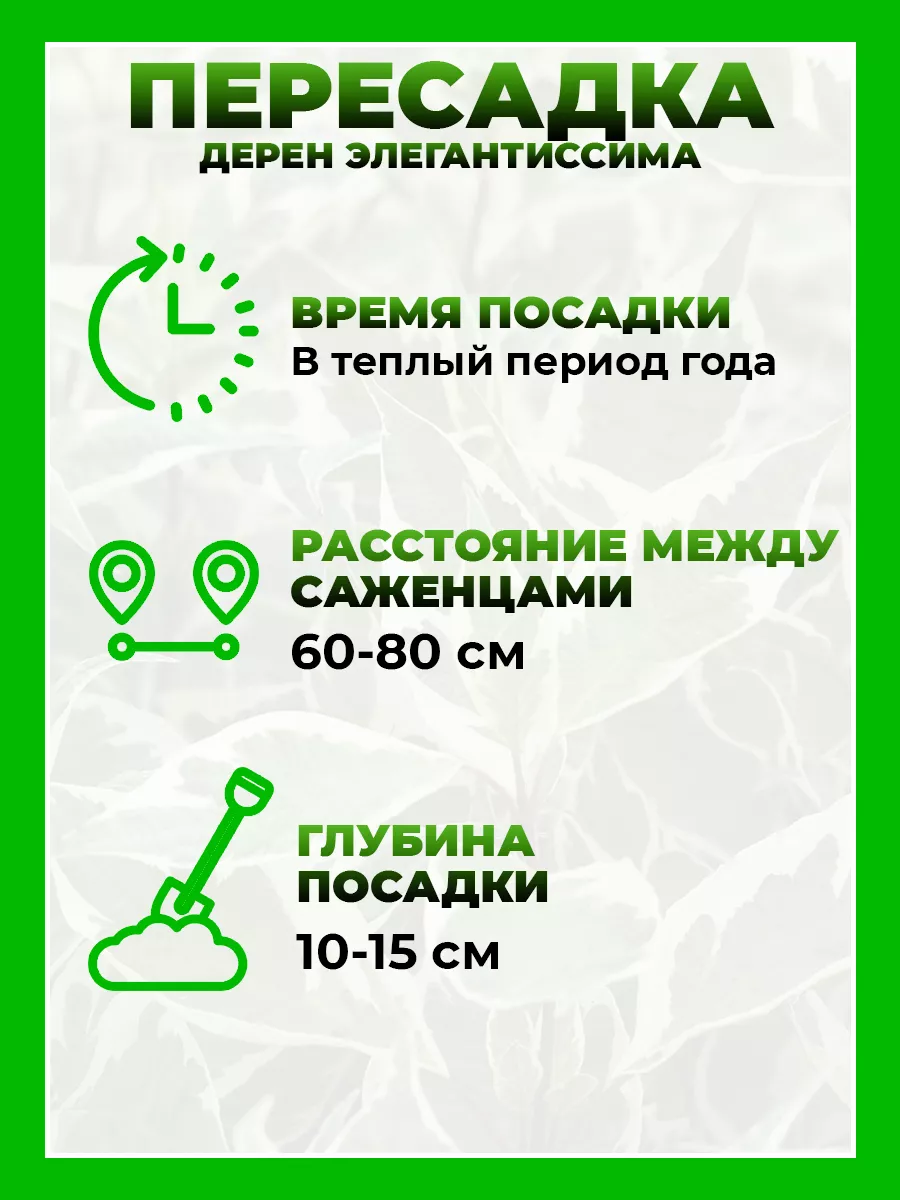 Дерен белый Элегантиссима