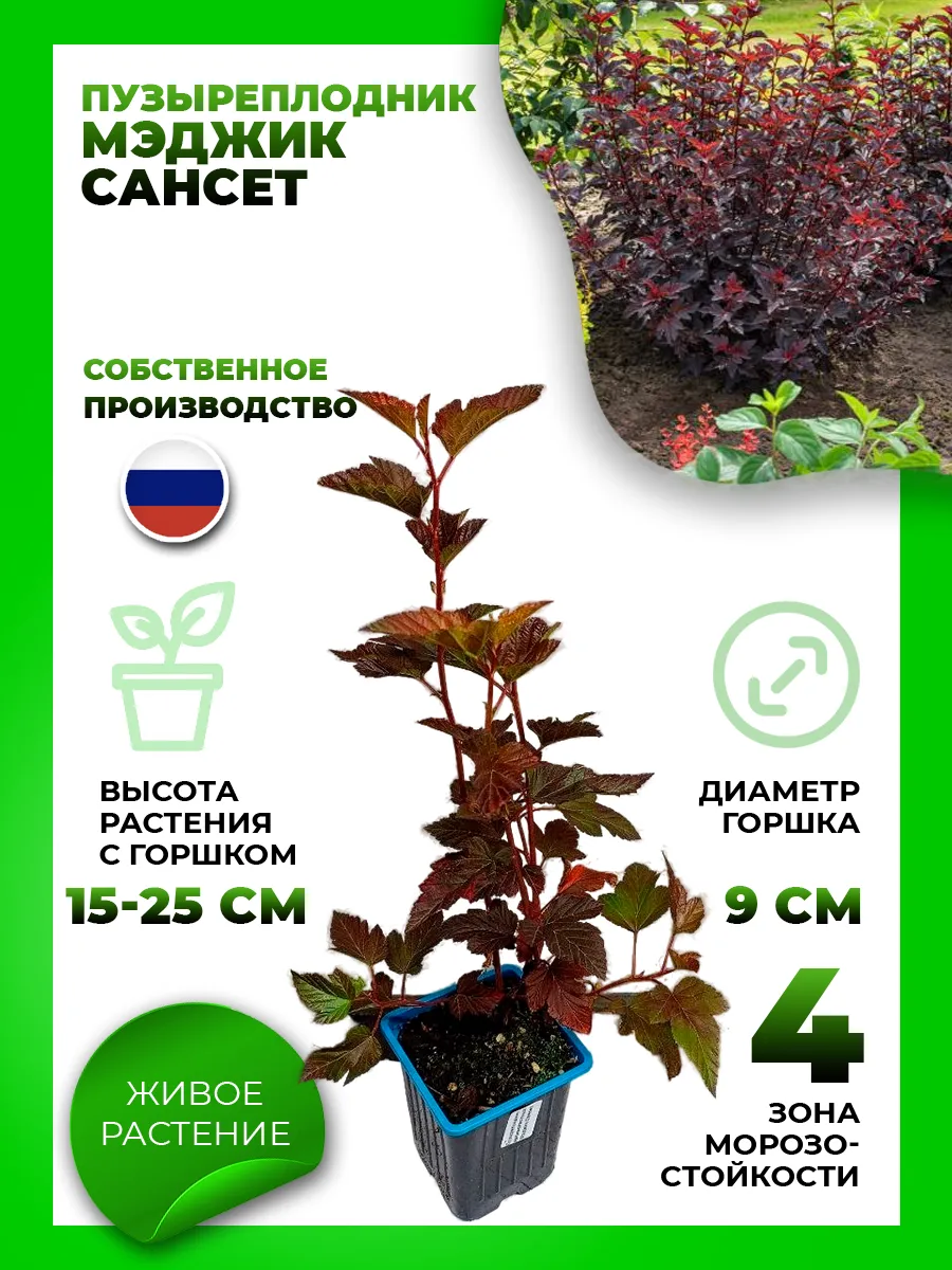 Пузыреплодник калинолистный Мэджик Сансет