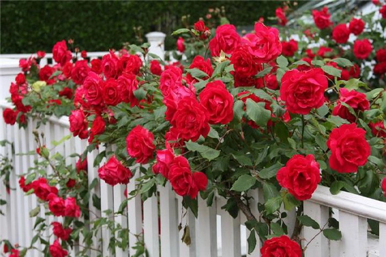 Роза плетистая Байкал (Rosa Baikal) ОКС