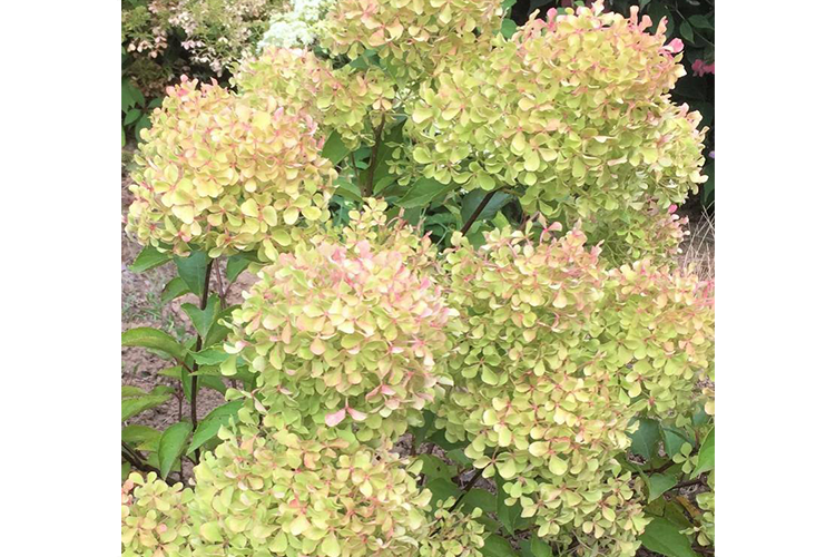Hydrangea pan. Perle de Festiva