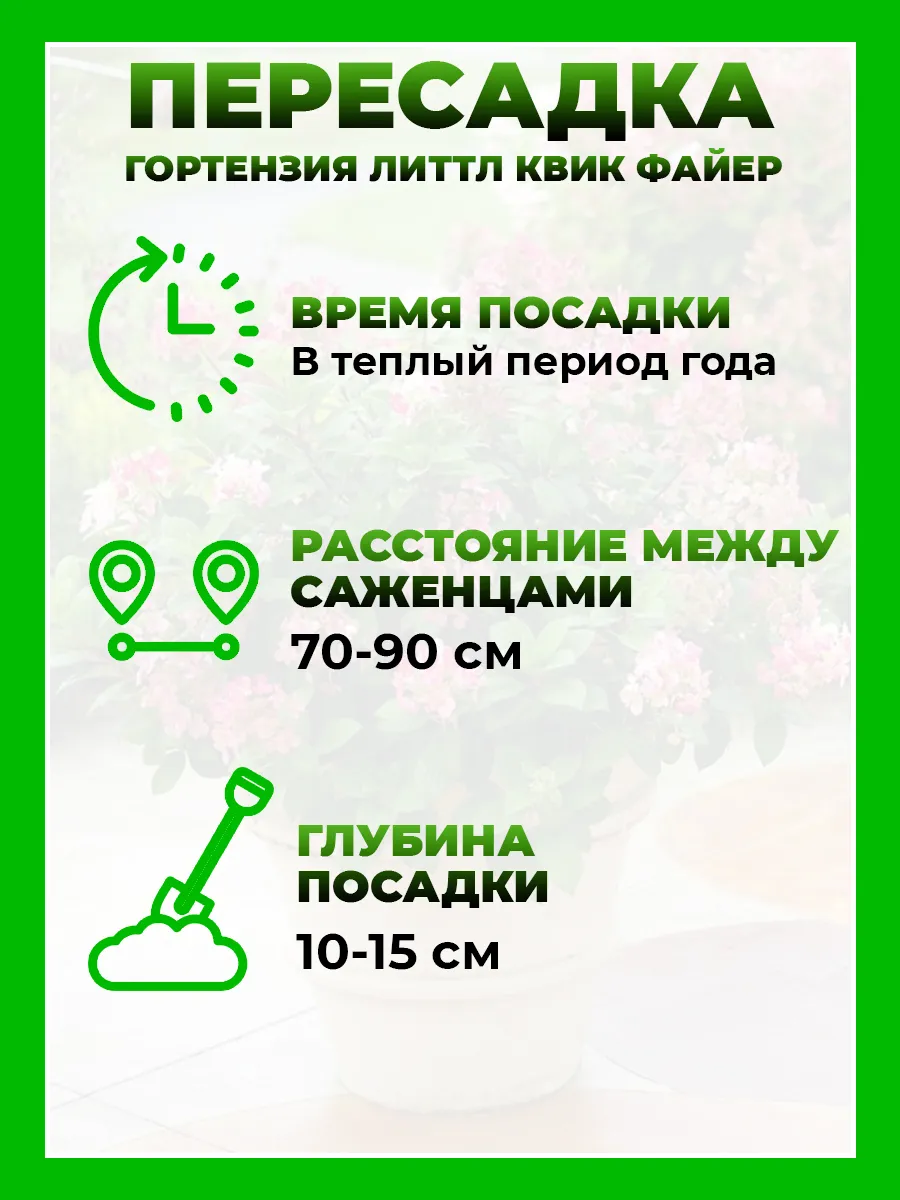 Гортензия метельчатая Литтл Квик Файер