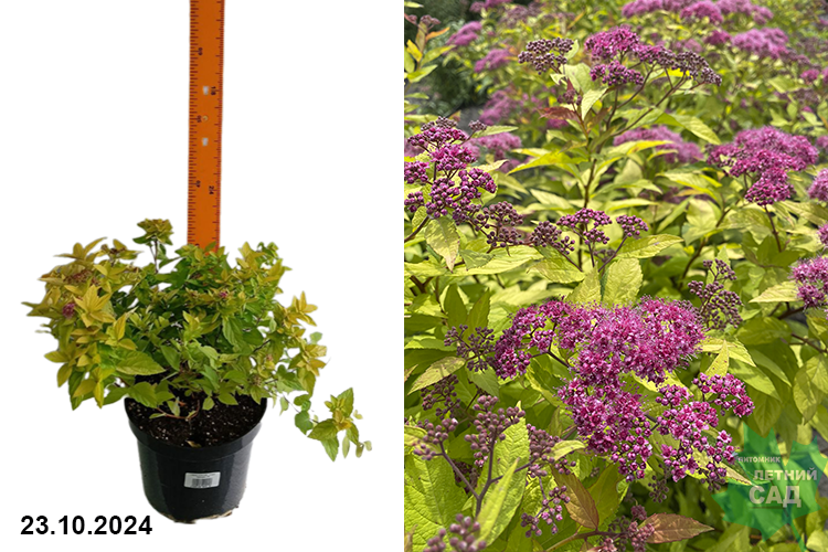 Спирея японская Голден Принцесс (Spiraea japonica Golden Princess) С3