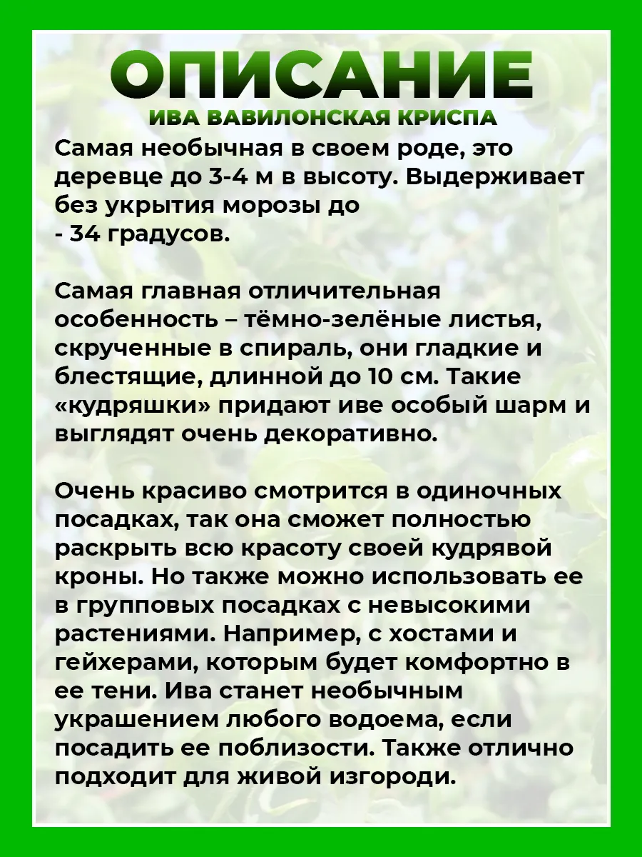 Ива вавилонская Криспа