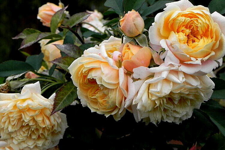 Роза мускусный гибрид Джери Дженнингс (Jeri Jennings) ОКС