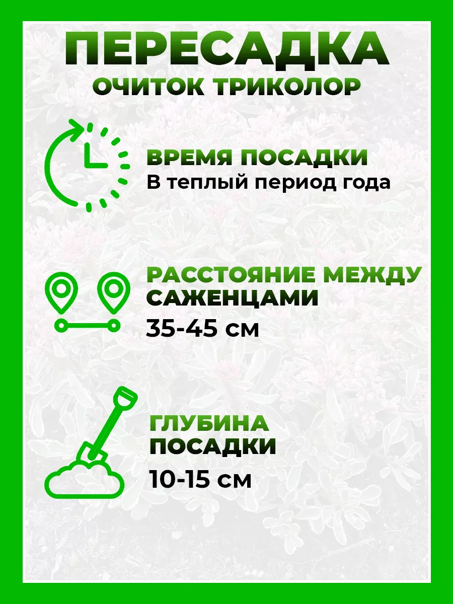 Очиток ложный Триколор