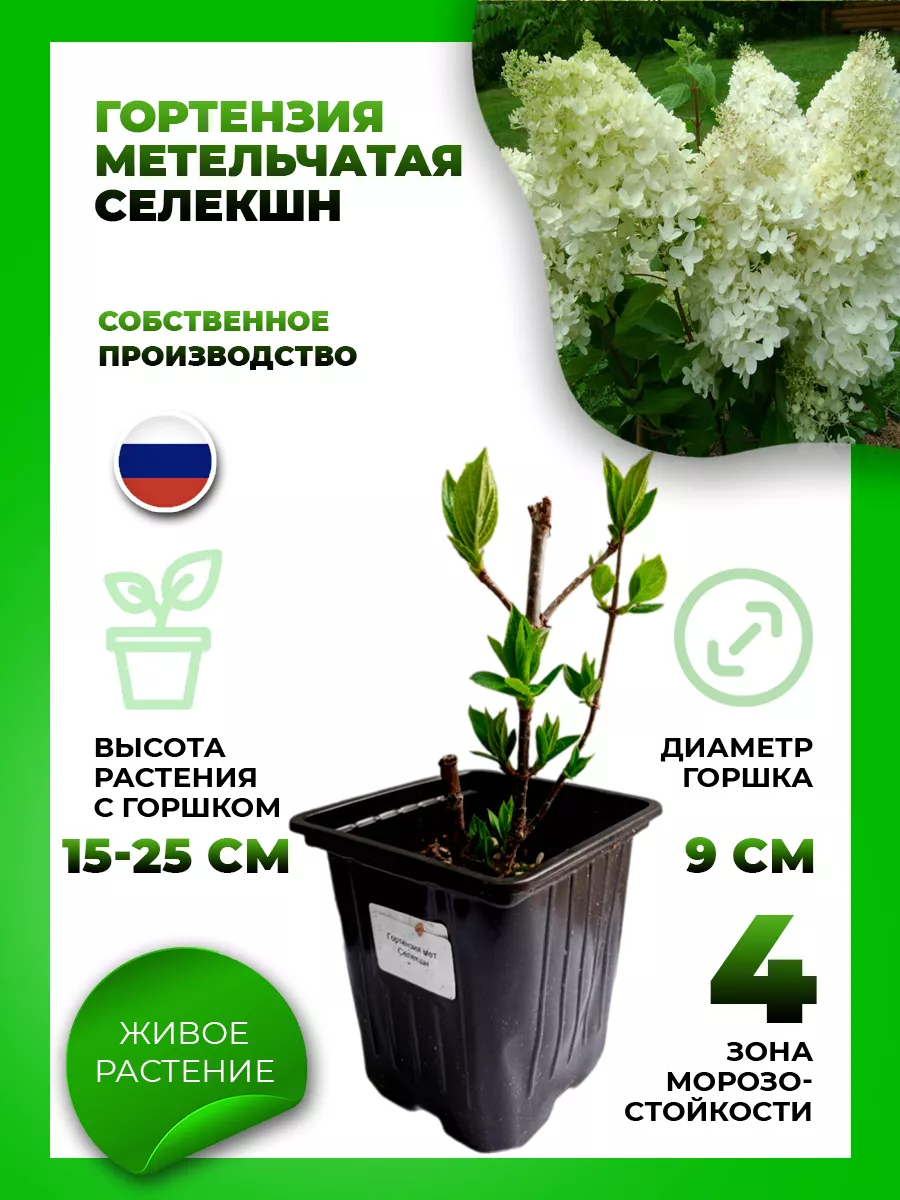 Гортензия метельчатая Селекшн