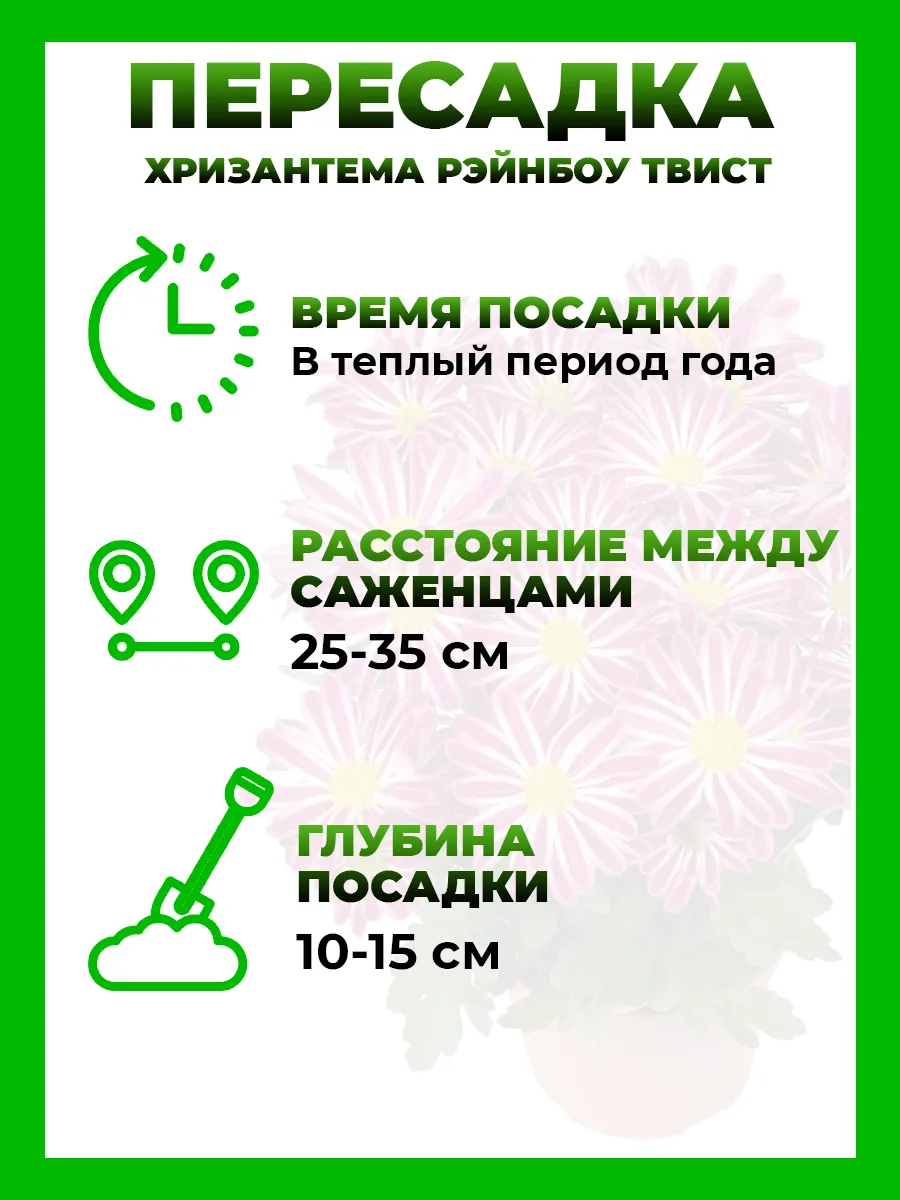 Хризантема крупноцветковая Рэйнбоу Твист