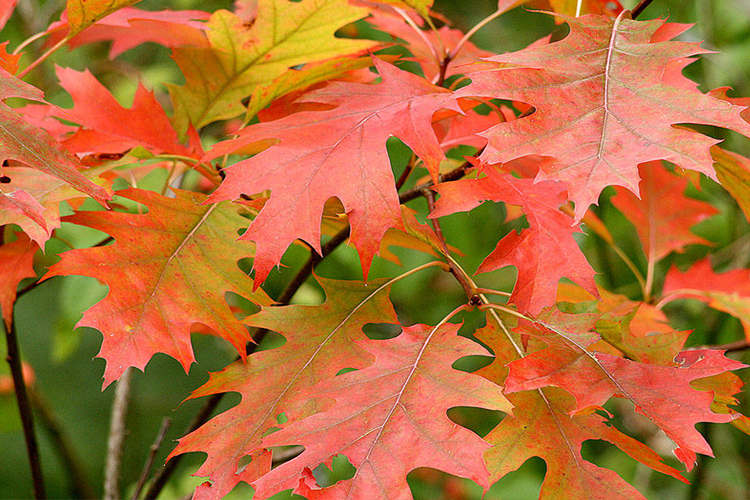 Дуб красный