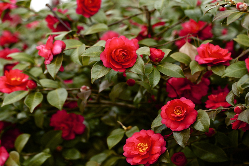 Камелия цветок фото садовая Камелия японская (Camellia japónica) С1,5 - Питомник Летний сад