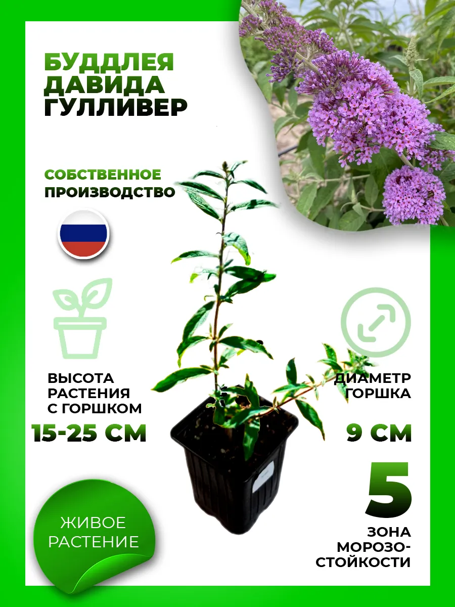 Буддлея Давида Гулливер