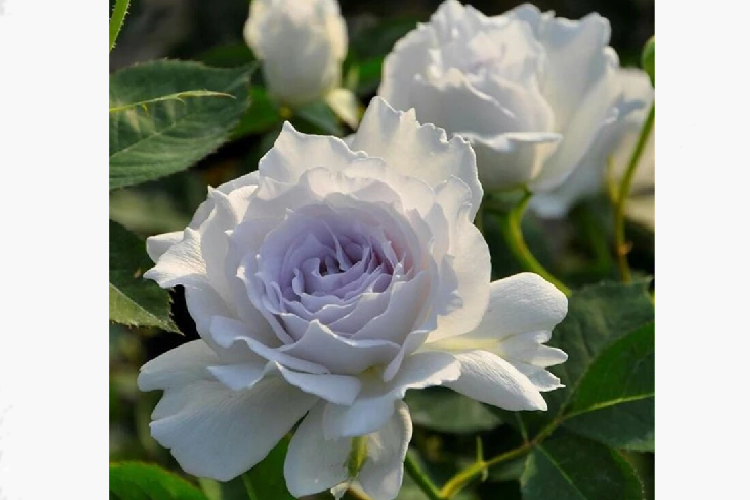 Роза японской селекции Габриэль (Rosa Japanese Gabriel) ОКС