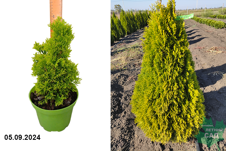 Туя западная Голден Смарагд (Thuja occidentalis Golden Smaragd) С3