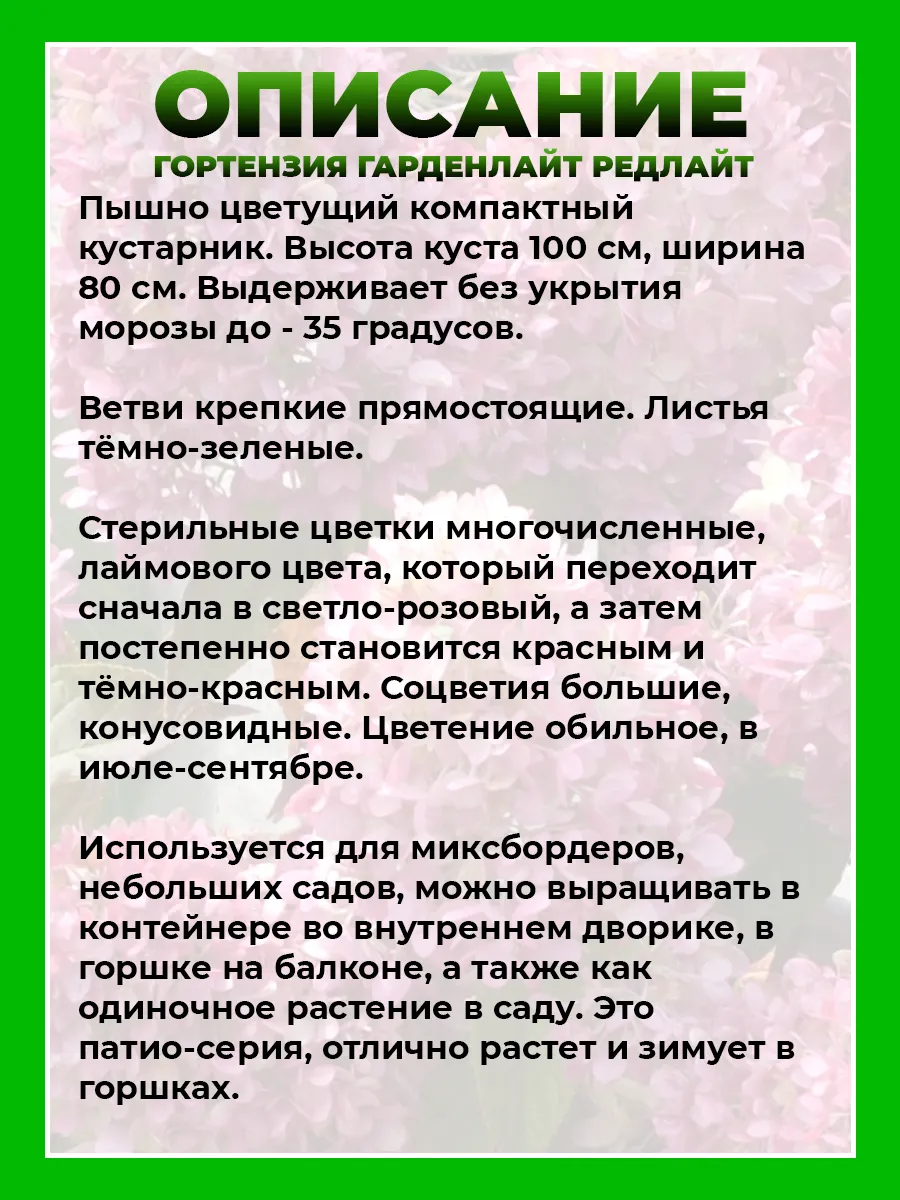 Гортензия метельчатая Гарденлайт Рэдлайт