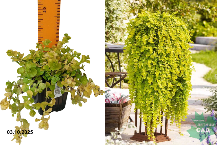 Вербейник Голдилокс (Lysimachia nummularia Goldilocks) Р9