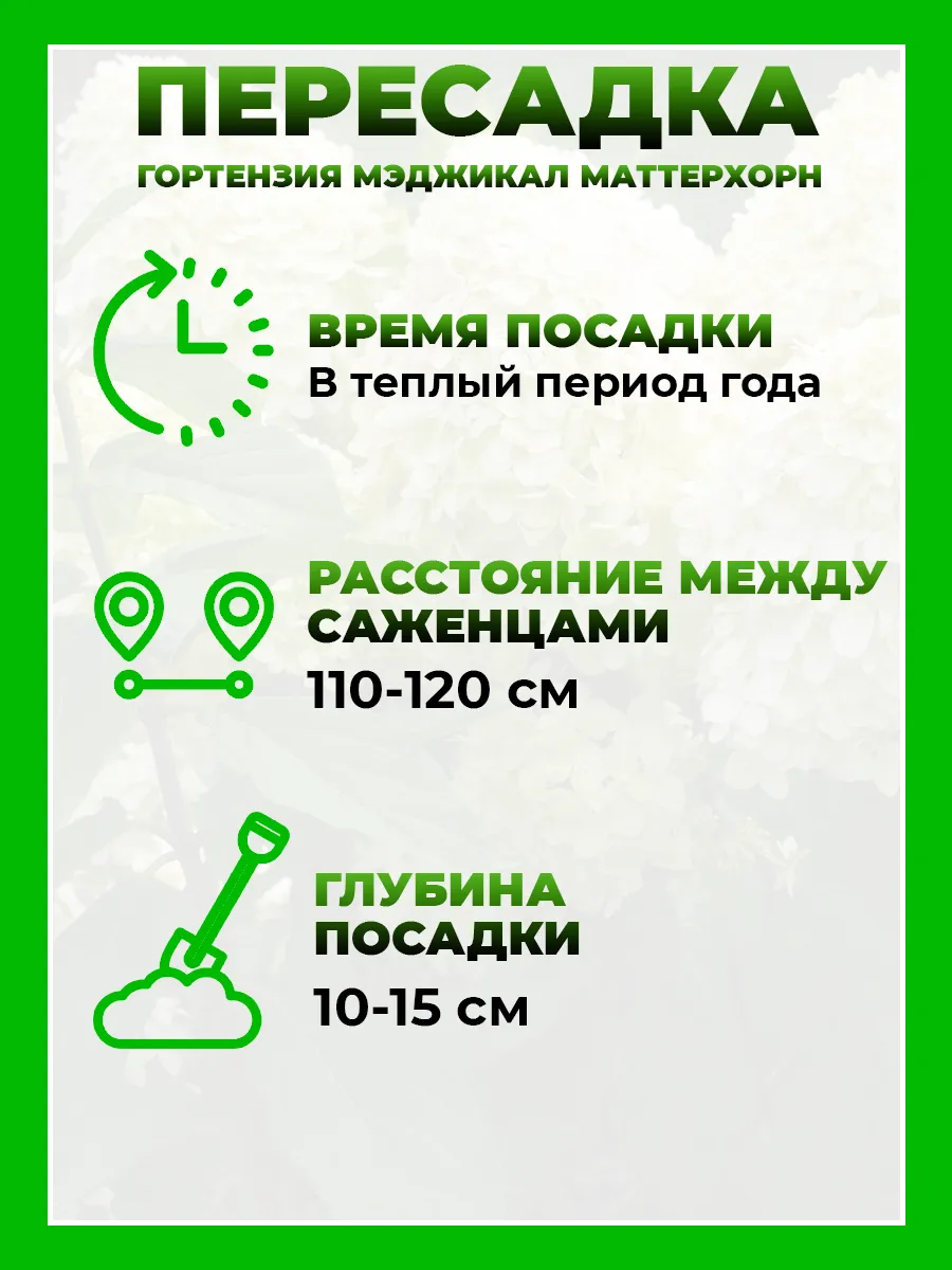 Гортензия метельчатая Мэджикал Маттерхорн