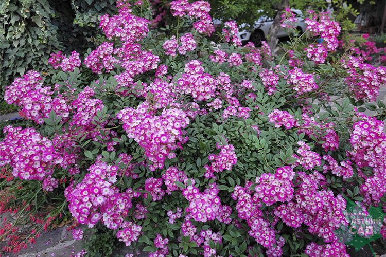 Роза мускусный гибрид Моцарт 1