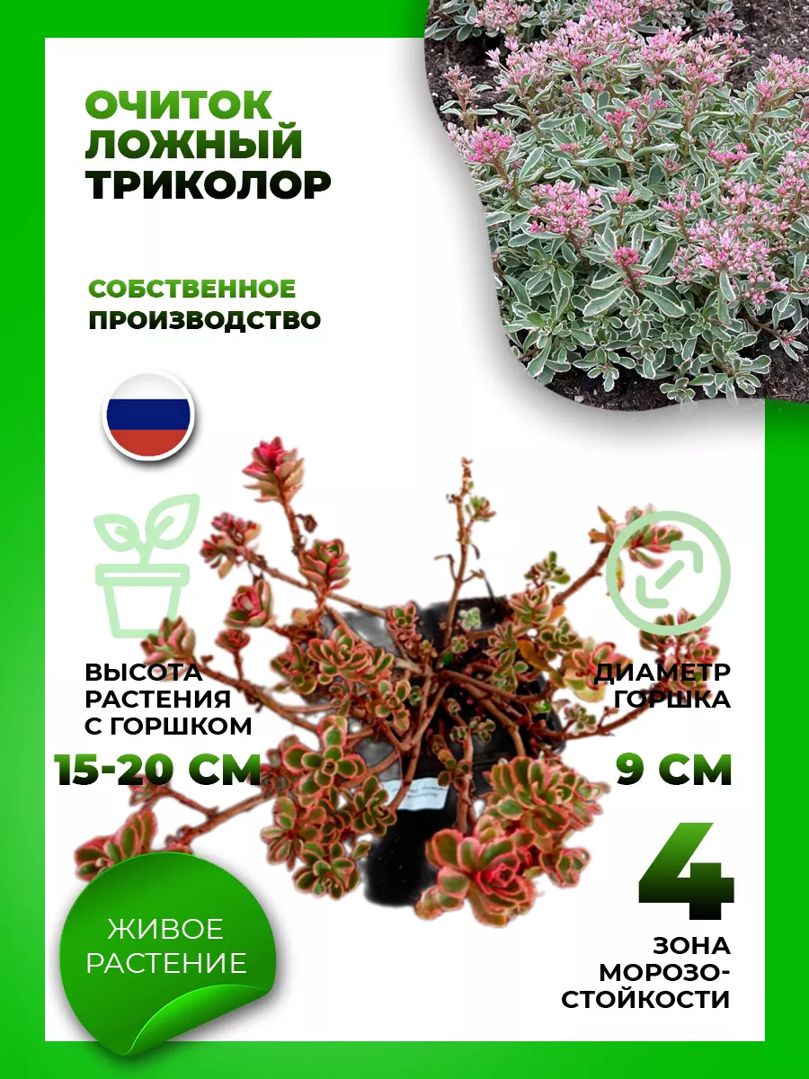 Очиток ложный Триколор