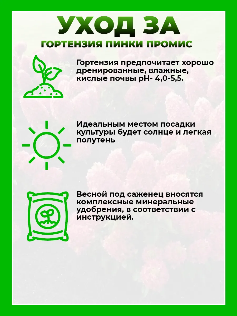 Гортензия метельчатая Ливинг Пинки Промис