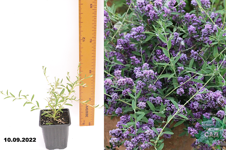 Буддлея юнит  очереднолистная р9