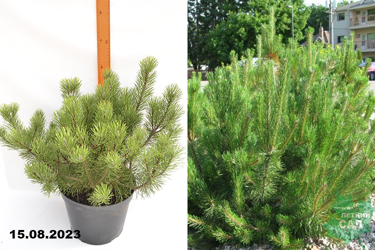 Сосна горная Мугус С10