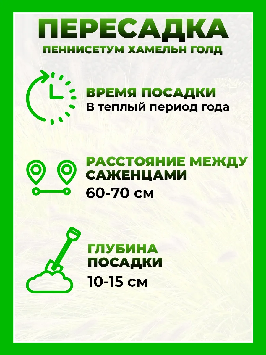 Пеннисетум лисохвостый Хамельн Голд
