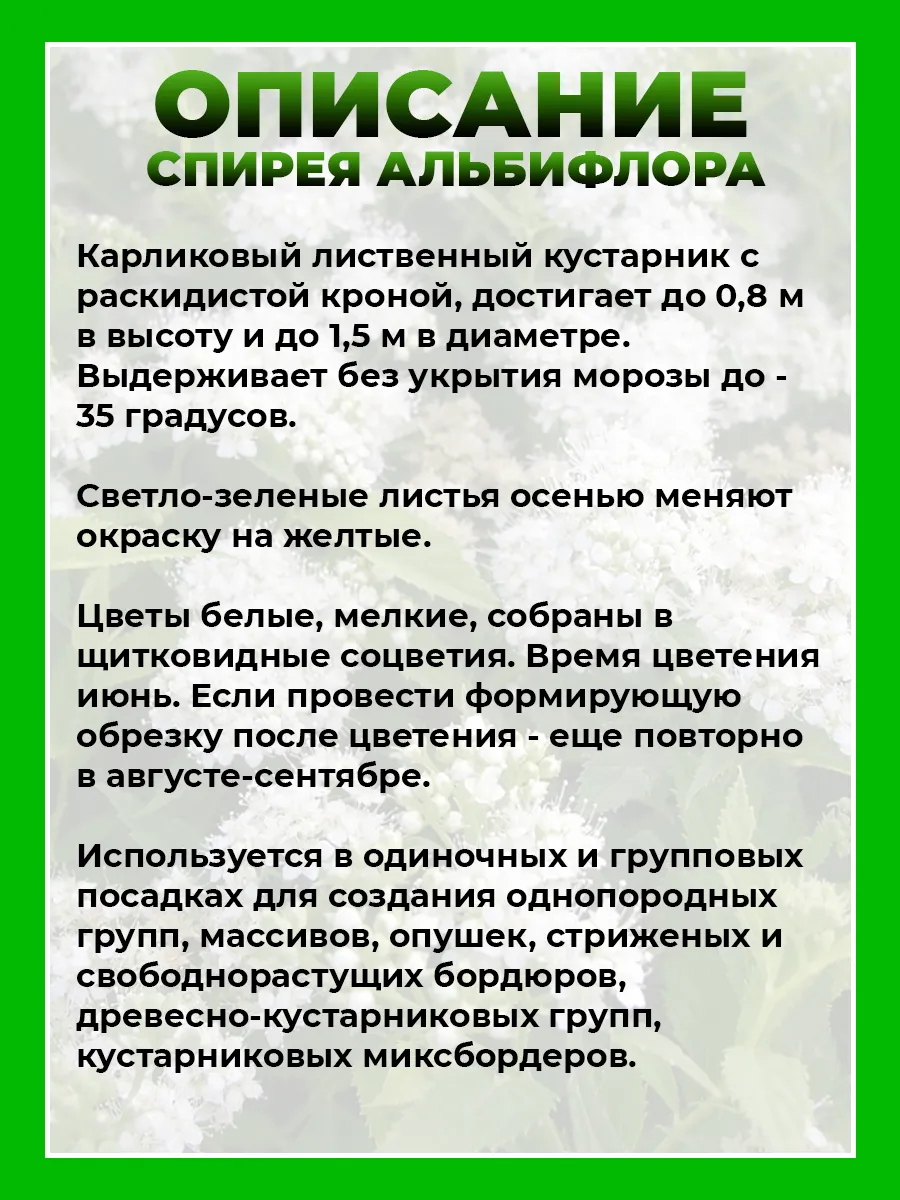 Спирея японская Альбифлора