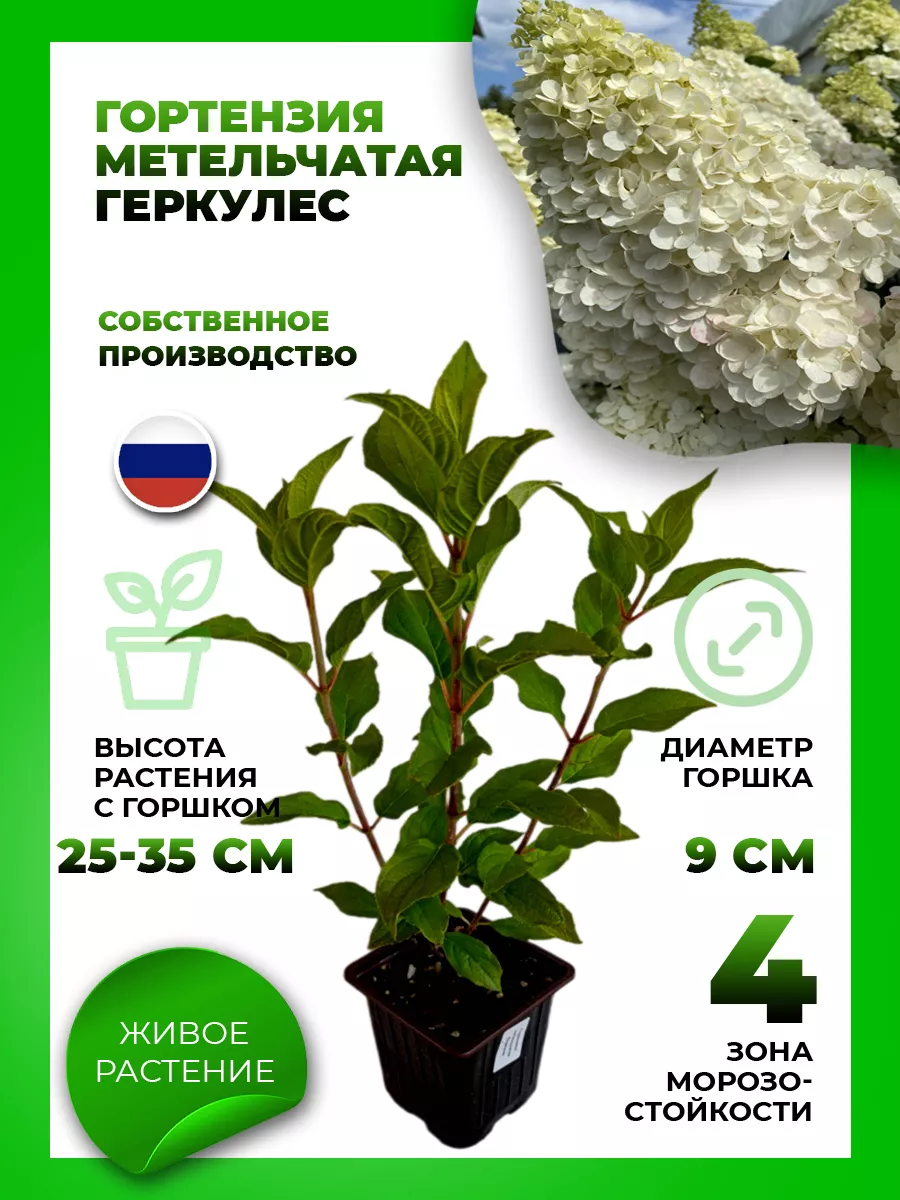 Гортензия метельчатая Геркулес