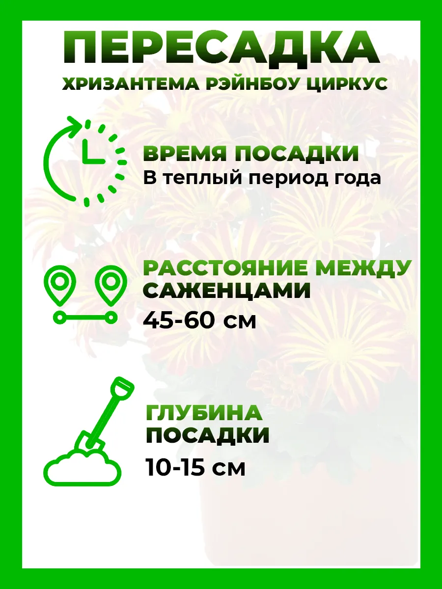 Хризантема крупноцветковая Рейнбоу Циркус